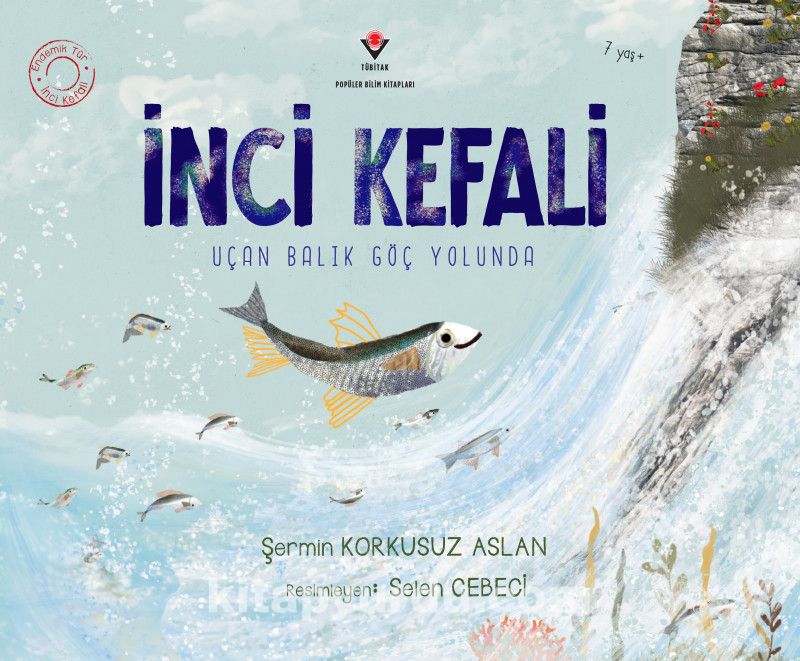 İnci Kefali